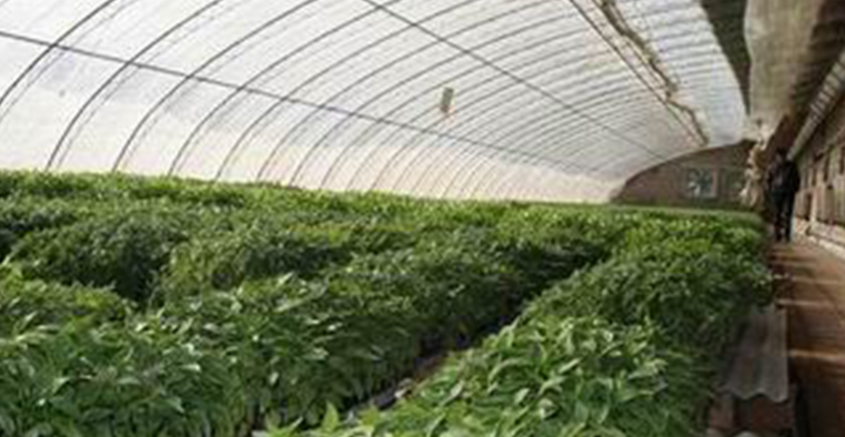 酒泉生产大棚塑料厂家