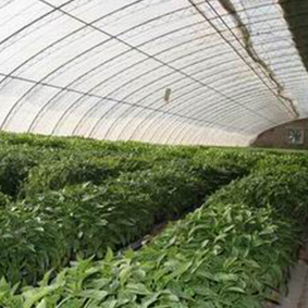 天水生产农用地膜价格